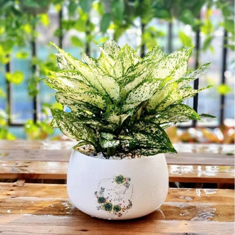 ☆☆ Cây Valentine (Ngọc Ngân) cây nội thất trồng thuỷ sinh được