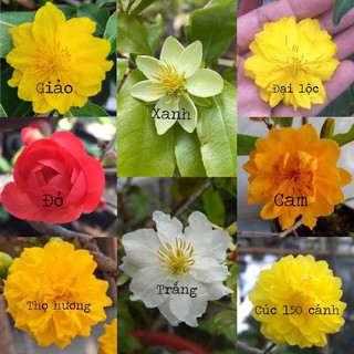 combo 5 mai 5 loại