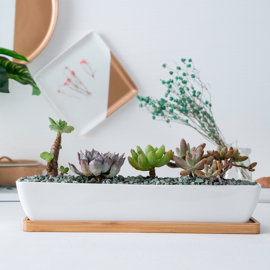 [28.2cmx6cmx4.5cm] Chậu trồng cây cảnh - Sen Đá - Xương Rồng - Hoa nhỏ (không bao gồm hoa)