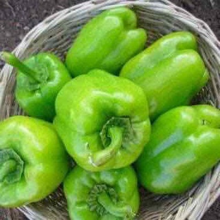 EMIC Chế phẩm E.M ( EM ) ủ phân hữu cơ 200g652