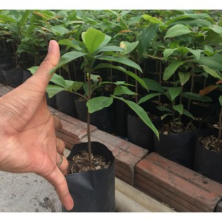 cây mai giống [100 000Đ/ 7 cây]