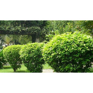 CÂY NGÂU HOA VÀNG TẠO HÌNH THÁP, CÂY CAO 70CM-1M , cam kết uy tín chất lượng