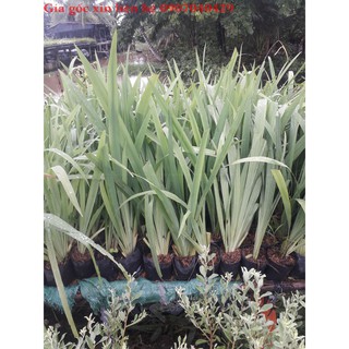 hoakiểngThiênQuốc - Cây lan lúa - tặng phân tăng trưởng