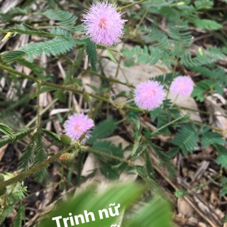 50g Cây trinh nữ mắc cỡ- ship hàng thứ 2