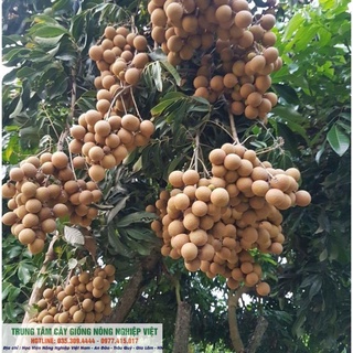 Cây Giống Nhãn Lồng Hưng Yên