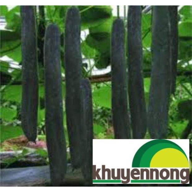Gói 20 hạt giống bí sặt  quả dài