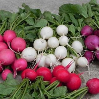 CỦ CẢI CHERRY ĐỎ,TRẮNG ( ĐỦ MÀU ) - củ to, giòn ngọt