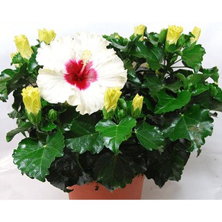 5 Hạt giống hoa Dâm bụt lùn