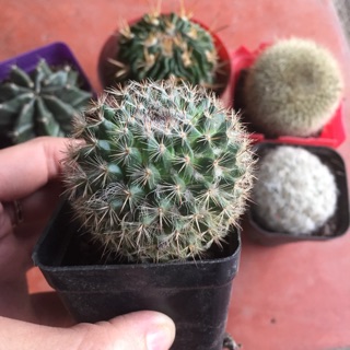 Xương rồng bánh sinh nhật nhỏ