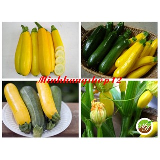 Hạt giống Bí Ngồi Nhiều Màu Tặng Kèm Kích Mầm Và Hướng Dẫn Ươm Trồng
