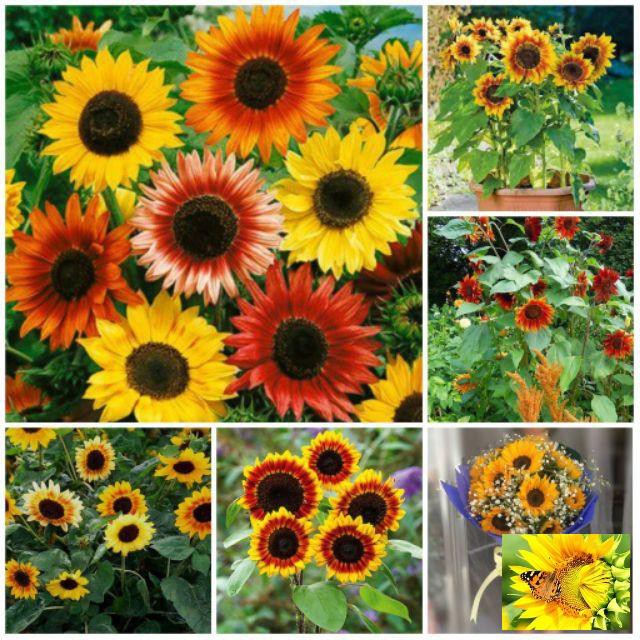 Gói 30 Hạt giống Hướng dương mix
