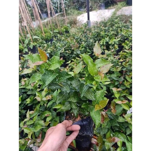 Cây giống Cherry Surinam - Giống Cherry Khía 8 múi ngoại nhập/ Anh Đào Đen Brazil - phân phối bởi NÔNG TRẠI TẠI GIA