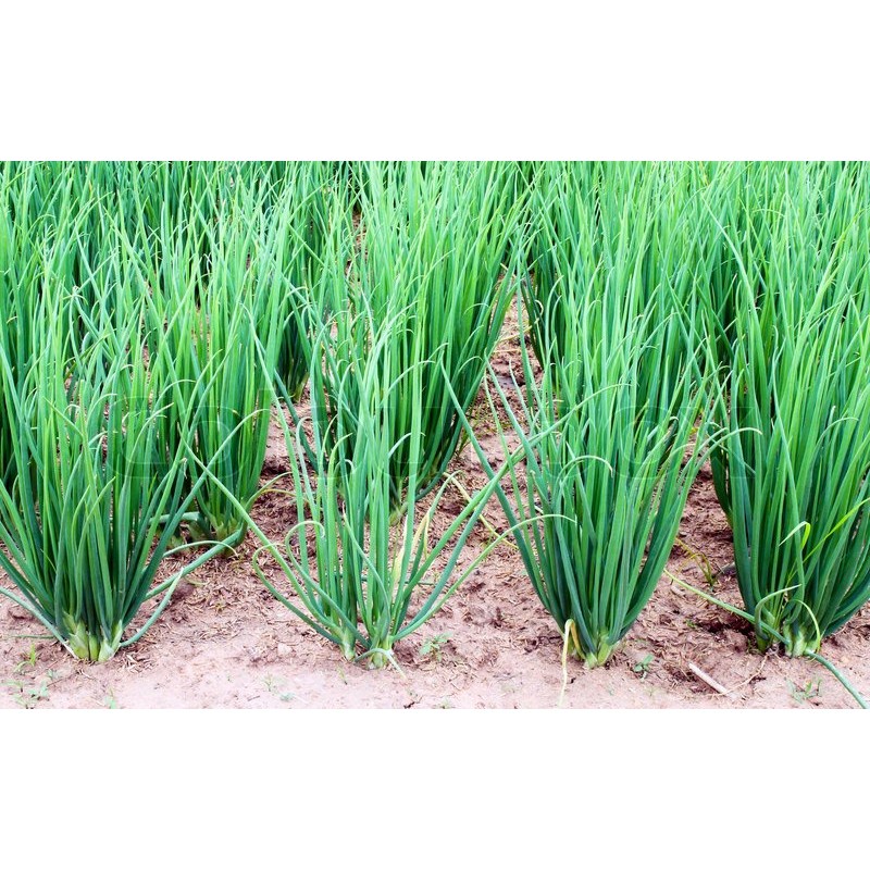 Hạt Giống Hành Lá Cao Sản  - Thơm, Giàu Dinh Dưỡng - MUA 3 TẶNG 1 CÙNG LOẠI