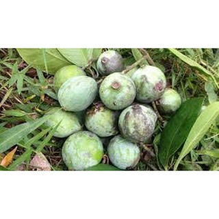 CÂY QUẢ DỌC NẤU CANH CHUA