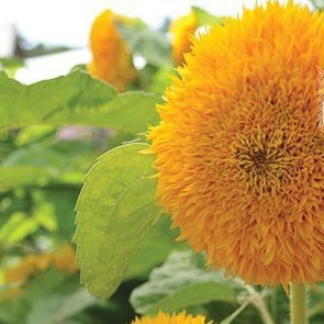 30h Hạt Giống Hoa Hướng Dương Lùn luckyseed hạt siêu rẻ