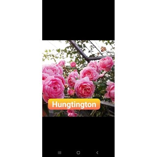 cây hồng dễ trần