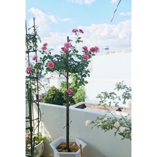 🤞 ỐNG THÉP BỌC NHỰA 🤞 - Dùng làm Khung Đỡ,Giá Đỡ Hoa Hồng Leo,Giàn Leo Bầu Bí Mướp,Khung cây thép