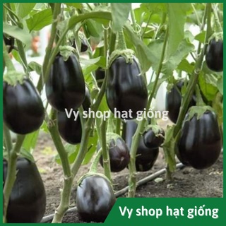 Hạt giống cà tím giọt nước Thái Lan gói 100 hạt