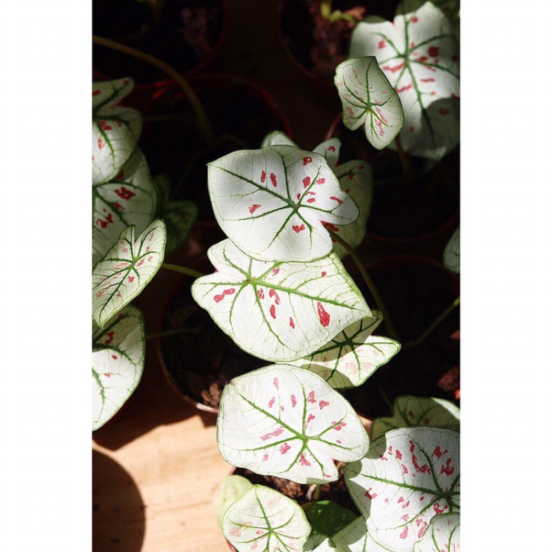 Chậu cây Caladium Strawberry Star - Môn Kem Dâu Tây
