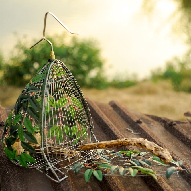 Khoáng Chất Cho Chim Cu Gáy