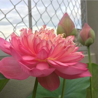 Hạt giống sen bách diệp hoa màu hồng - 5 hạt