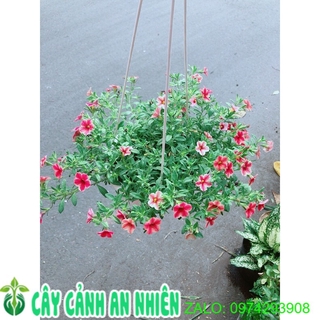 Chậu Hoa Triệu Chuông