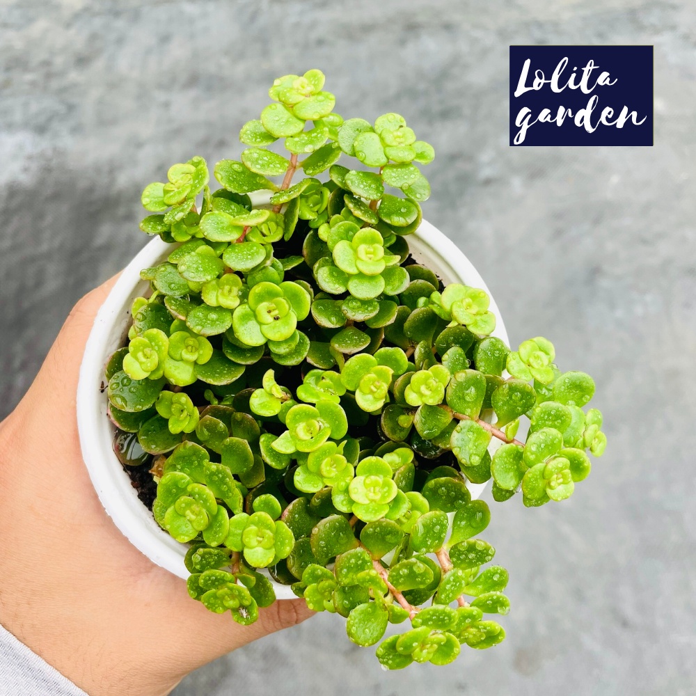 Sen đá sedum vảy cá Đà Lạt size trung bình cây cảnh trang trí nhà cửa Lolita garden