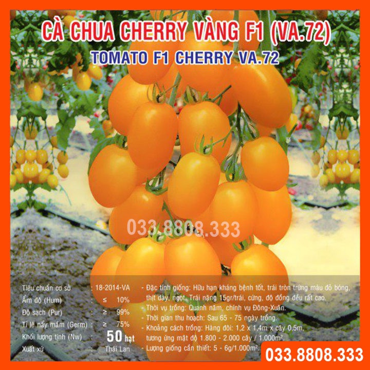 Hạt giống cà chua bi vàng ( cà chua cherry) -giống tốt trồng chậu