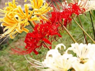 COMBO 10 củ Bỉ ngạn