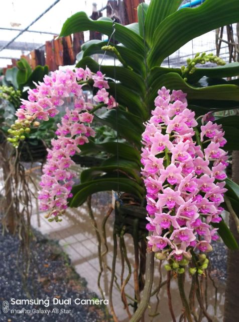 ĐAI CHÂU HỒNG CÁNH SEN CÂY GIỐNG