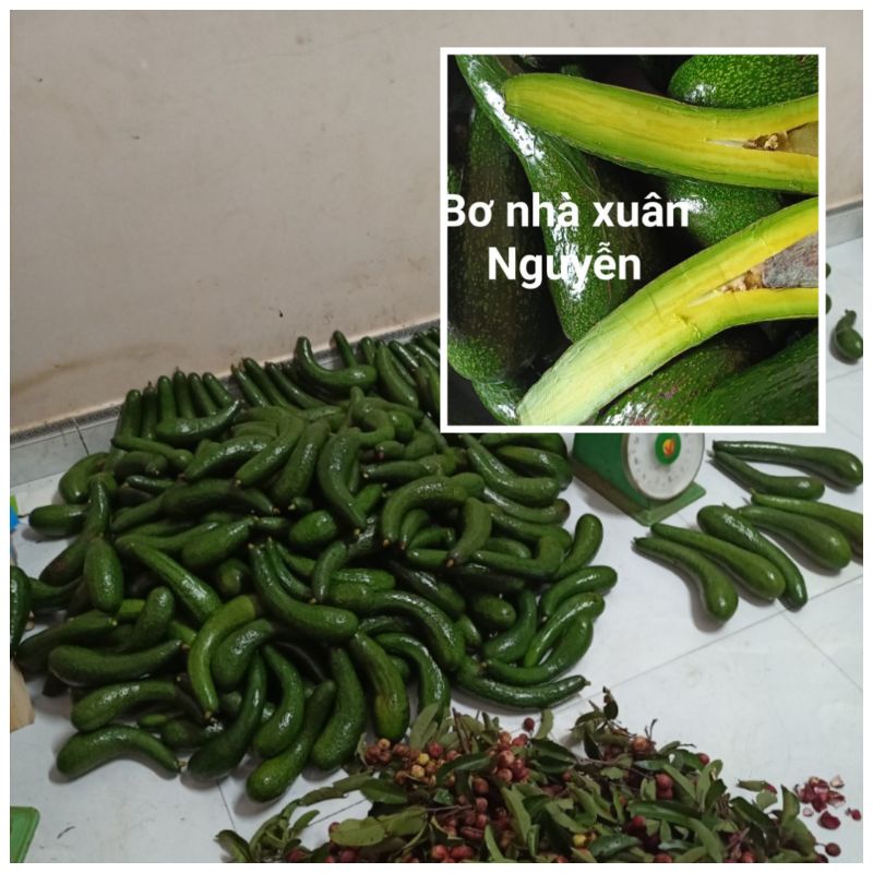 Combo 3kg 034 Lâm Đồng trái nhỏ