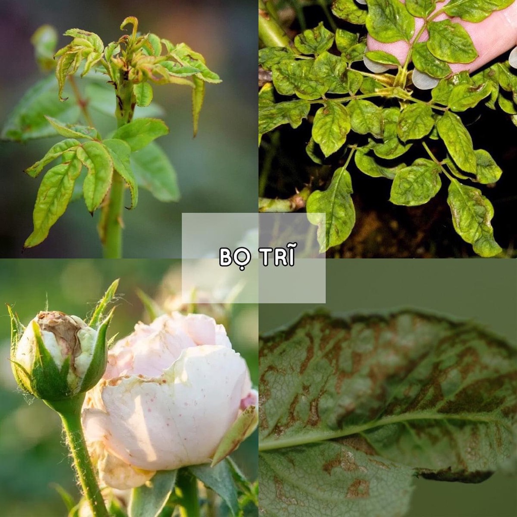 Chế phẩm diệt Bọ trĩ, Bọ cánh cứng, Rệp sáp, Rệp vẩy… gây hại cho cây trồng