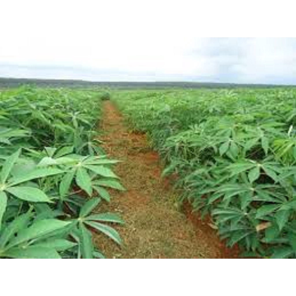 2 KG LÁ cây  KHOAI MÌ  tươi.