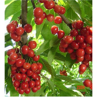 Hạt giống cây ăn trái cherry đỏ {10 hạt + 1 gói kích thích hạt nảy mầm }