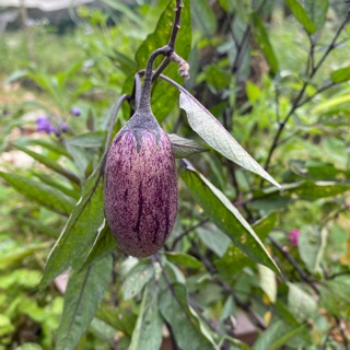 Dưa Pepino. Dưa hấu Nam Mỹ. Cây giống Pepino nhỏ.