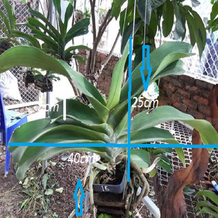 Hoa lan giáng hương ngọc điểm, cây to, bộ rễ khỏe,hàng bóc rừng + Tặng 02 cây nhót ngọt
