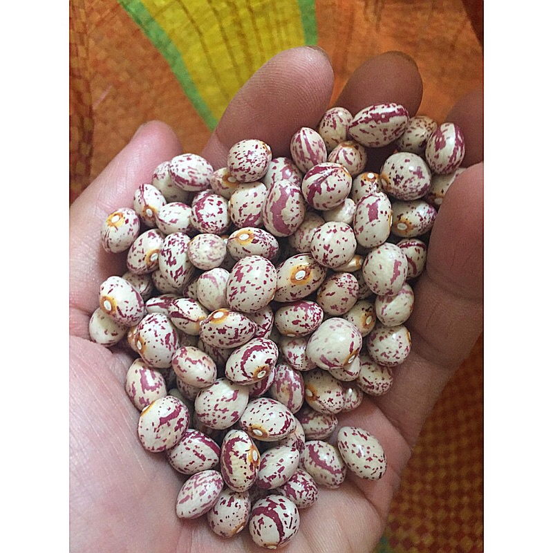 Đậu cúc Argentina (Pinto beans)