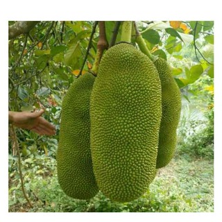 Cây giống mít siêu dài Malaysia