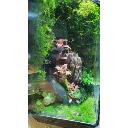 Dứa phụng mini trang trí tiểu cảnh, terrariums....