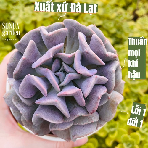 Sen đá cúc tím SONDA GARDEN size trung bình 10-12cm, cây cảnh trang trí nhà cửa, lỗi 1 đổi 1