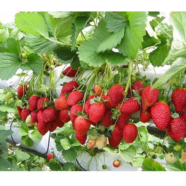 10 Hạt giống Dâu Tây Quả To, Chịu nhiệt