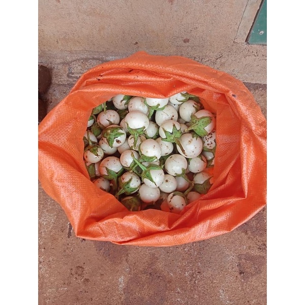 Cà pháo trắng nhà trồng ship Hỏa Tốc- Hàng mới mỗi ngày -500g