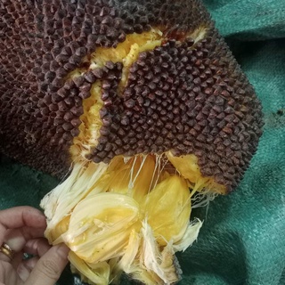 Cây Giống Mít ướt