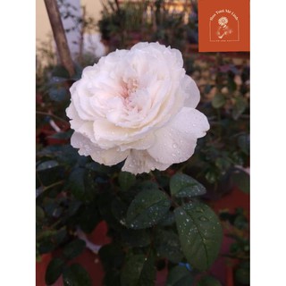 Hoa hồng Tranquility rose hồng nhạt tinh tế-HoaTuoimelinh
