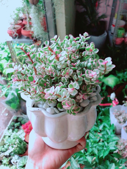 Chậu Cây Đô La Hồng