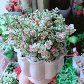 Chậu Cây Đô La Hồng