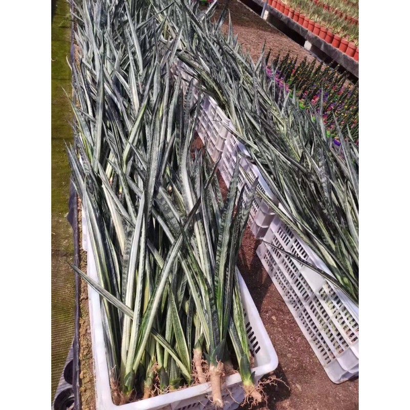 lưỡi hổ bạc Thái - Sansevieria bantels sensation