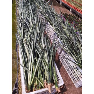lưỡi hổ bạc Thái - Sansevieria bantels sensation