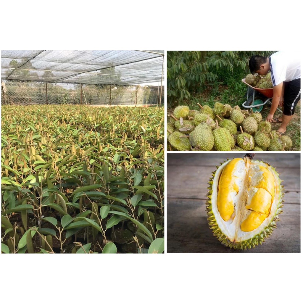 Cây Giống Sầu Riêng Ri6  Da Xanh Cơm Vàng Hạt Lép