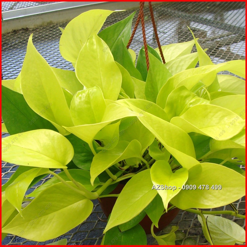 Trầu Bà Thái Vàng - Neon Pothos
